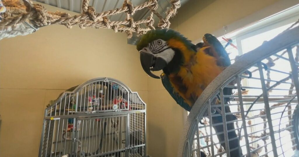 Experts Warn of Growing Parrot Crisis in Canada src pqaigx featured